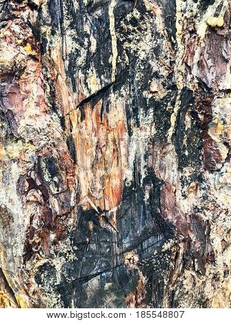 Brown bark with resin natural texture background