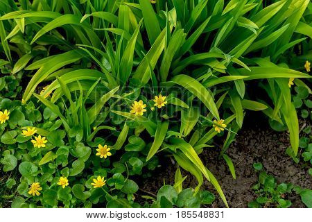 Primroses in forest, Buttercup spring , Ficaria verna, top view. Natural organic background. Simvol of first spring plants, seasons, weather. Modern wallpaper or banner design