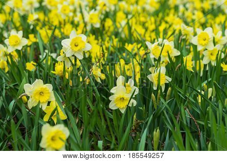 Flower bed with Many flowers of yellow daffodil, Narcissuses flowers blooming in the spring. Modern background, selective focus. Simvol of first spring plants, seasons, weather, new beginnings