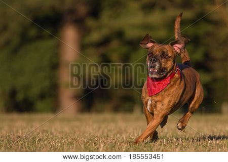 Happy Pet Dog Running With Bandana in field park or open space