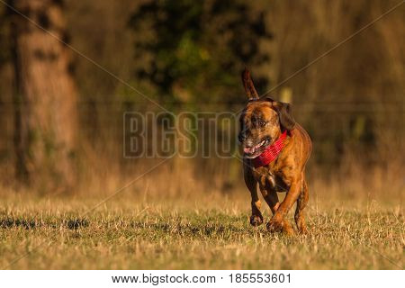 Happy Pet Dog Running across field With Bandana