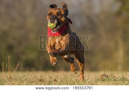 Happy Dog Running With Ball In An Open Space