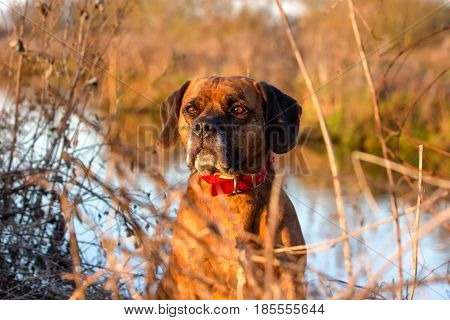 Sad Dog Stood By River In Beautiful Golden Light
