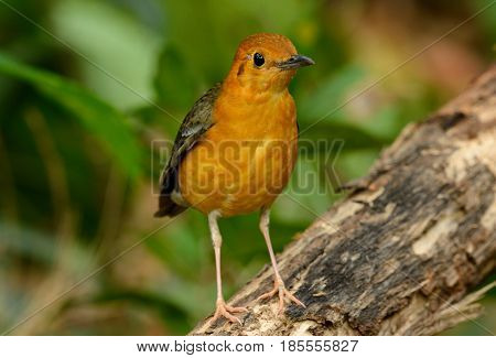 beautiful female Orange-headed Thrush (Zoothera citrina) in Thailand