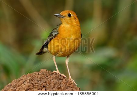 beautiful female Orange-headed Thrush (Zoothera citrina) in Thailand