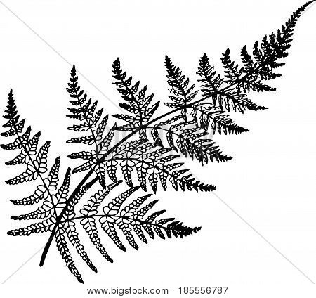 Black and white fern illustration. Ancient plant.