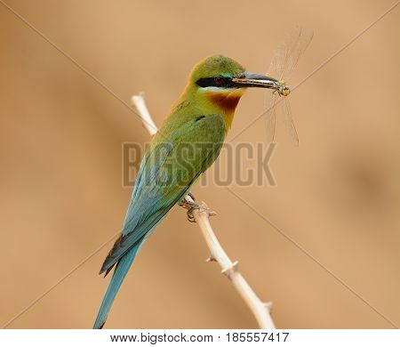 beautiful blue tailed bee eater (Merops philippinus) possing