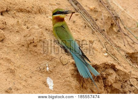 beautiful blue tailed bee eater (Merops philippinus) possing