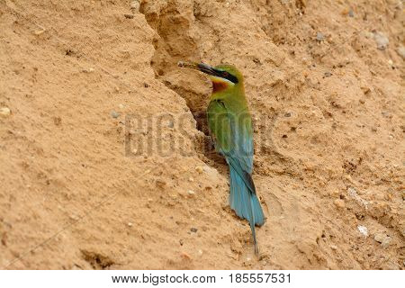beautiful blue tailed bee eater (Merops philippinus) possing