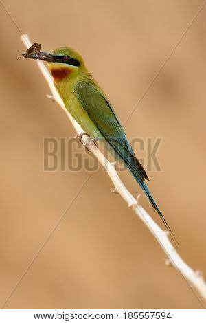 beautiful blue tailed bee eater (Merops philippinus) possing