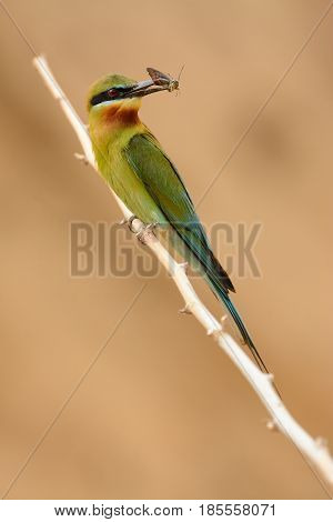 beautiful blue tailed bee eater (Merops philippinus) possing