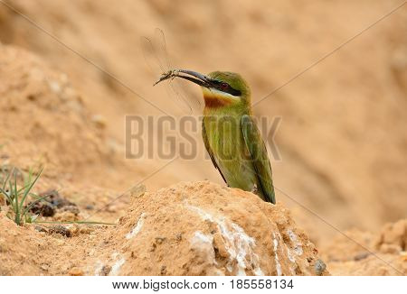 beautiful blue tailed bee eater (Merops philippinus) possing