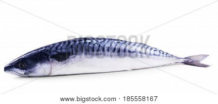 Fresh atlantic mackerel isolated on white Seafood, Fin, Tail, Gill, Pez, Scomber