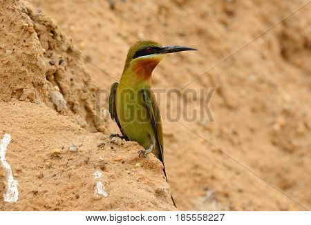 beautiful blue tailed bee eater (Merops philippinus) possing