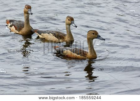 beautiful Lesser Whistling-Duck (Dendrocygna javanica) resting on the water