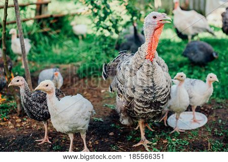 Turkey with a brood of chickens grazing on a meadow.