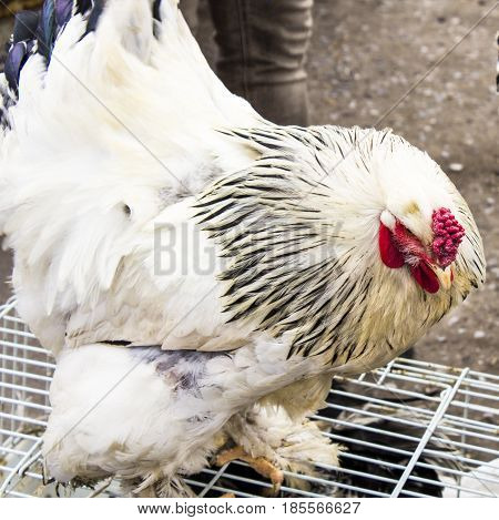 huge white cock with hairy legs standing on the cage