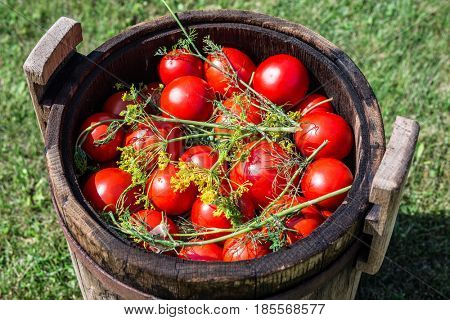 Pickled tomatoes with herbs in the wooden cask.