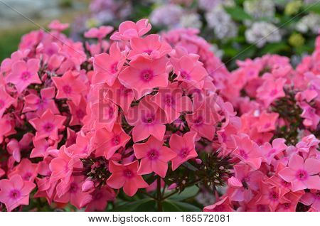 Pretty garden with beautiful flowering pink phlox flowers.