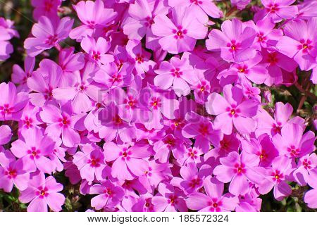 Gorgeous carpet of flowering hot pink phlox flowers.