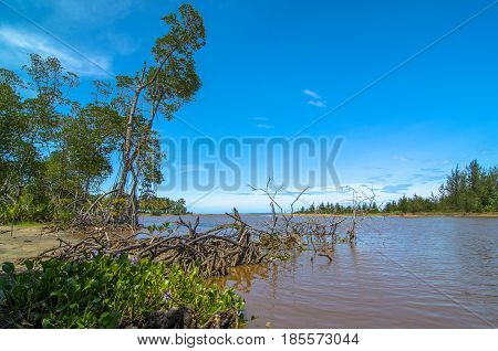 Mangrove forest with river in Kuala Penyu,Sabah,Borneo.Mangrove forests are important because its prevent salt water from intruding into rivers.