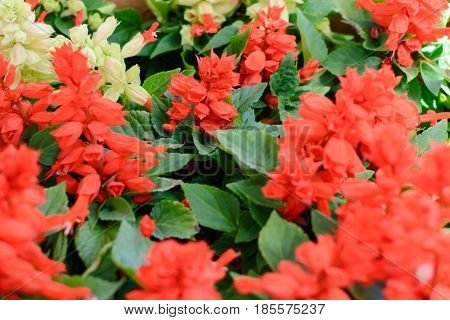 Red salvia flowers and white salvia flowers togather on market