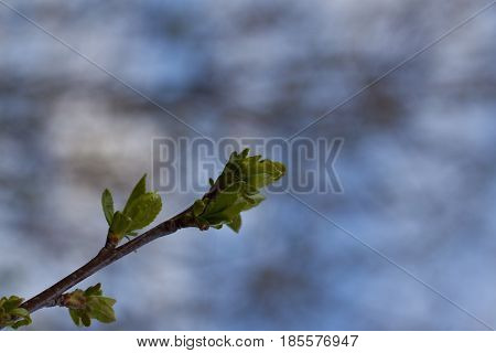 Branch with buds on a blurred background