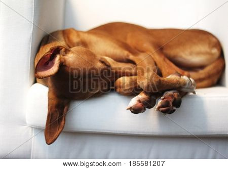 Spanish podenco canario sleeping on sofa, lazy dog