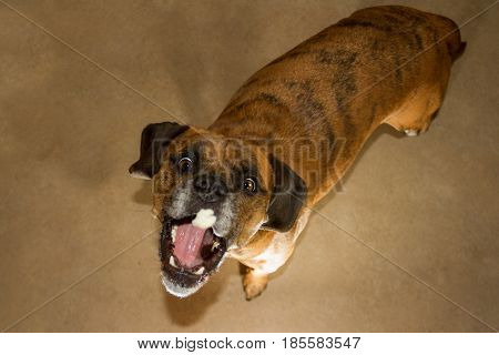 Very Happy dog grabs a bit of cheese as a reward