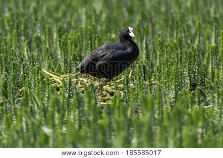 Coot (Fulica atra) standing on nest amongst aquatic vegetation. Black water bird in the family Rallidae on nest constructed of plant material