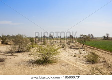 Sandy Scrub And Wheat Field