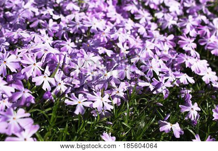 Creeping phlox (Phlox subulata) also known as the moss phlox. Flowering plant. Nature view of spring flowers.