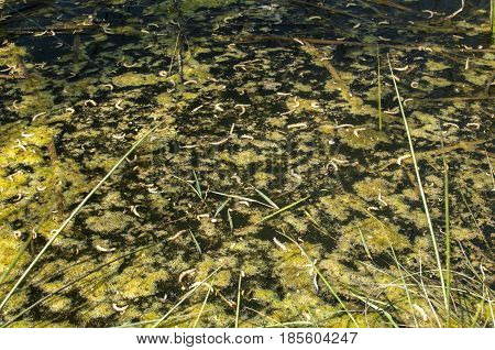 Swamp water surface with green marsh foam closeup in springtime sunny day as natural background