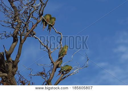 Group of Austral Parakeet (Enicognathus ferrugineus) perched on a tree in Torres del Paine National Park in Chile.
