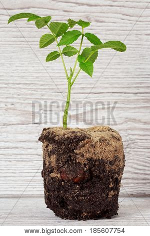 Sprout of a young walnut on wooden background