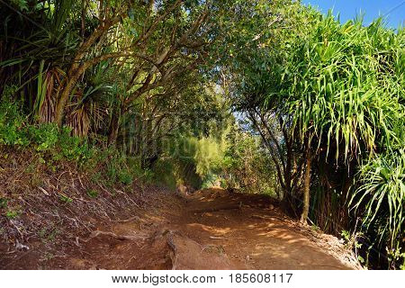 Beautiful Pololu Loop Trail Located Near Kapaau, Hawaii, That Features Beautiful Wild Flowers And St