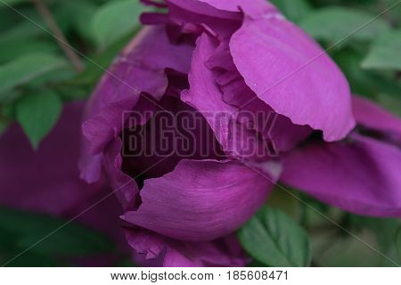 Half-open bud of peony fuchsia close-up against a green background