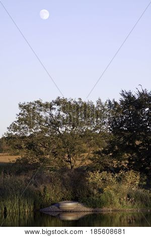 Vertical landscape scene of a small river shoreline with trees foliage and reflections in the water near Windsor, Ontario with the moon visible on a sunny late afternoon in September.