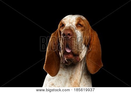 Portrait of Bracco Italiano Dog with Curious face on Isolated Black Background