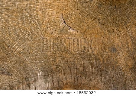 Wood texture, wood cut, relief. Background, rustic