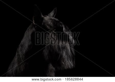 Portrait of Miniature Schnauzer Dog on Isolated Black Background, Profile view with Groomed fur on face