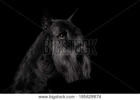 Portrait of Miniature Schnauzer Dog on Isolated Black Background, Profile view with Groomed fur on face