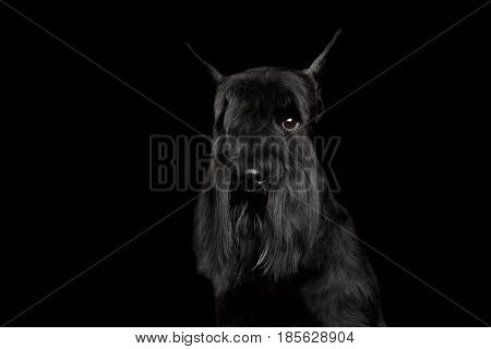 Portrait of Miniature Schnauzer Dog, peek one eye, on Isolated Black Background, Front view