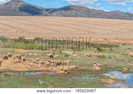 A farm scene with sheep in a boggy field next to the Middelplaas Road near Caledon in the Western Cape Province
