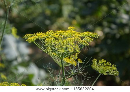 Flowering Green Dill Herbs Plant In Garden (anethum Graveolens). Close Up Of Fennel Flowers On Summe