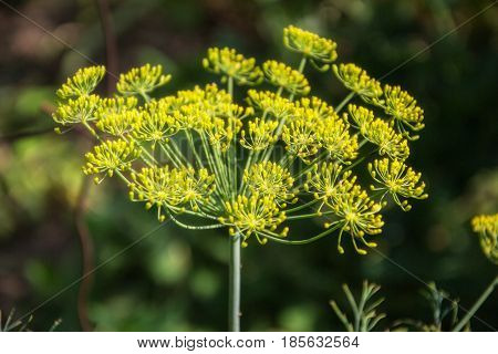 Flowering Green Dill Herbs Plant In Garden (anethum Graveolens). Close Up Of Fennel Flowers On Summe