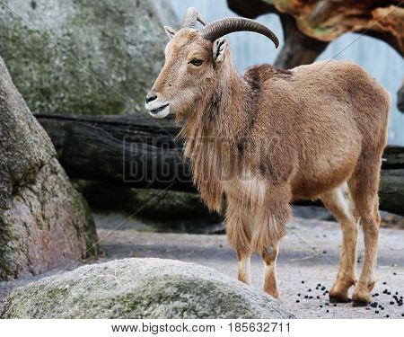 Mountain goat with horns animal nature background