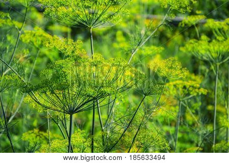 Flowering Green Dill Herbs Plant In Garden (anethum Graveolens). Close Up Of Fennel Flowers On Summe
