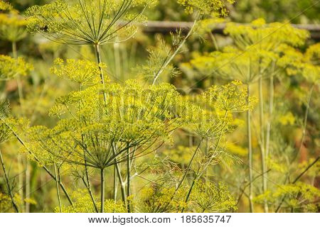 Flowering Green Dill Herbs Plant In Garden (anethum Graveolens). Close Up Of Fennel Flowers On Summe
