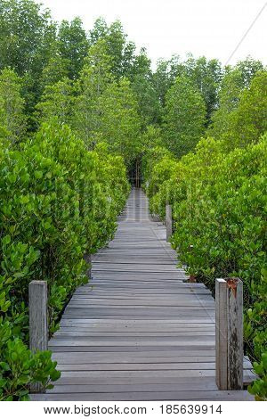 Wooden bridge at Tung Prong ThongGolden Mangrove FieldPra Sae Rayong Thailand.